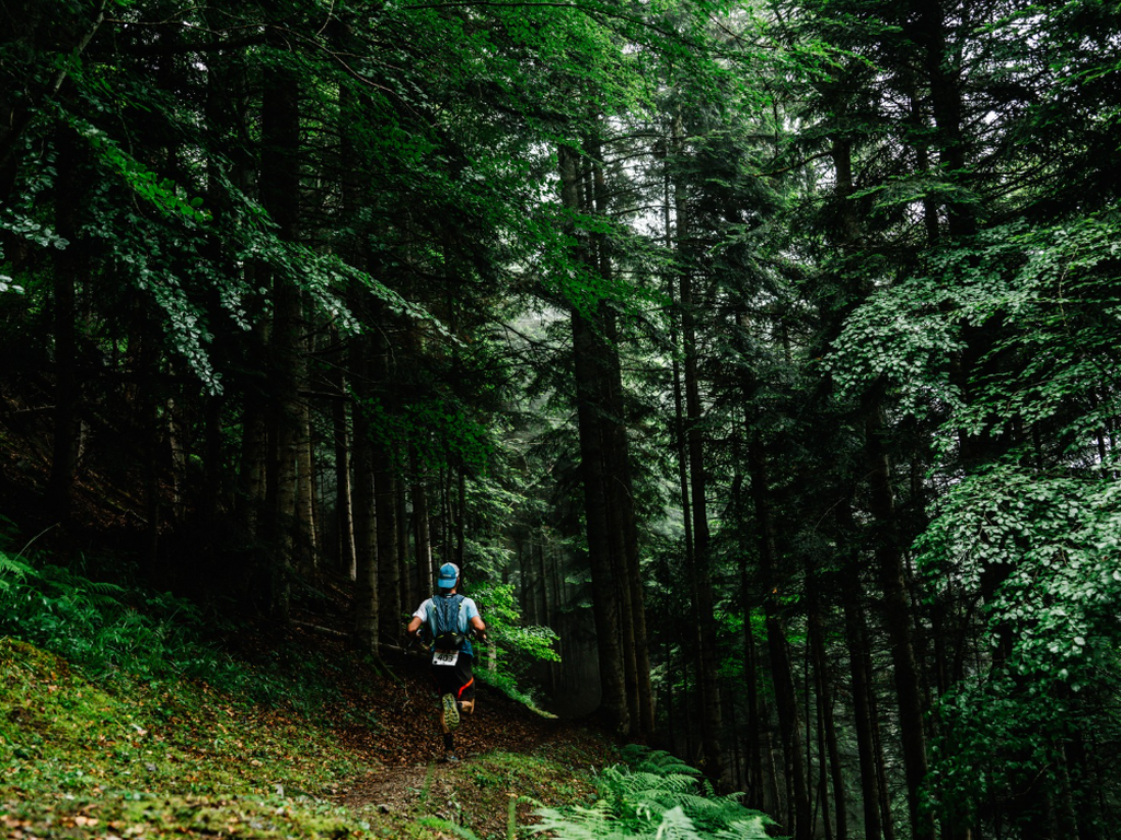Forest Balconies Trail