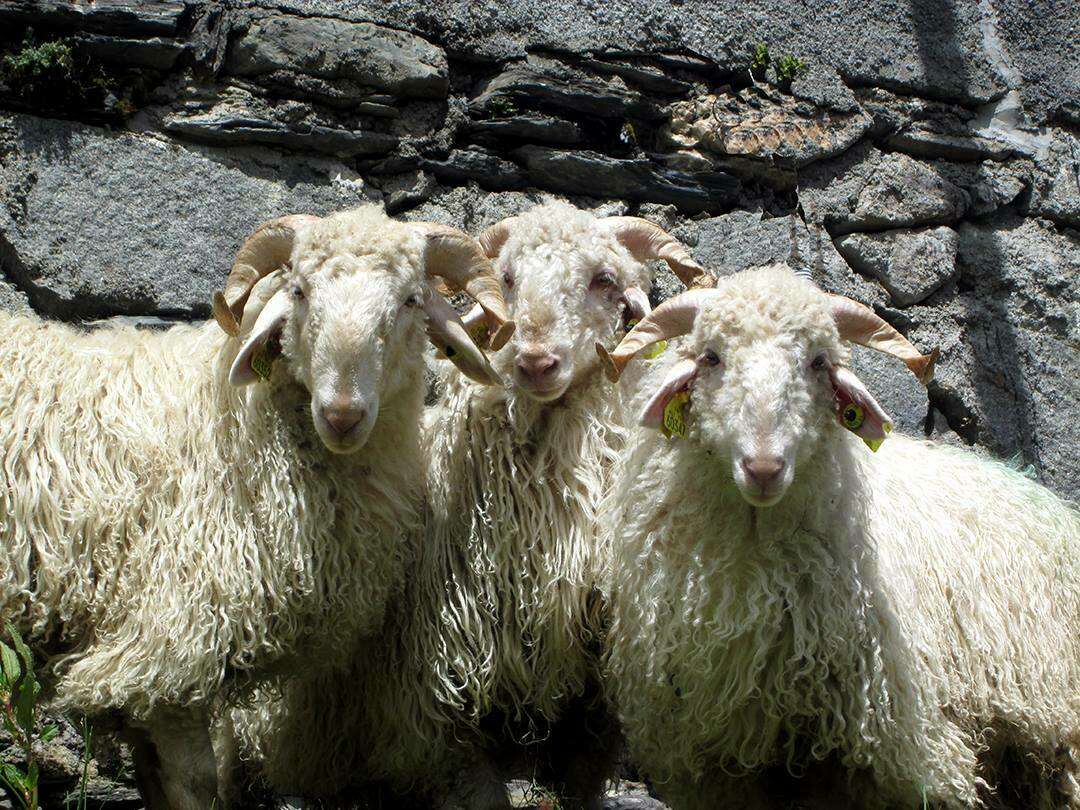 27-au-29-septembre-la-foire-de-luz-saint-sauveur-fete-du-pastoralisme