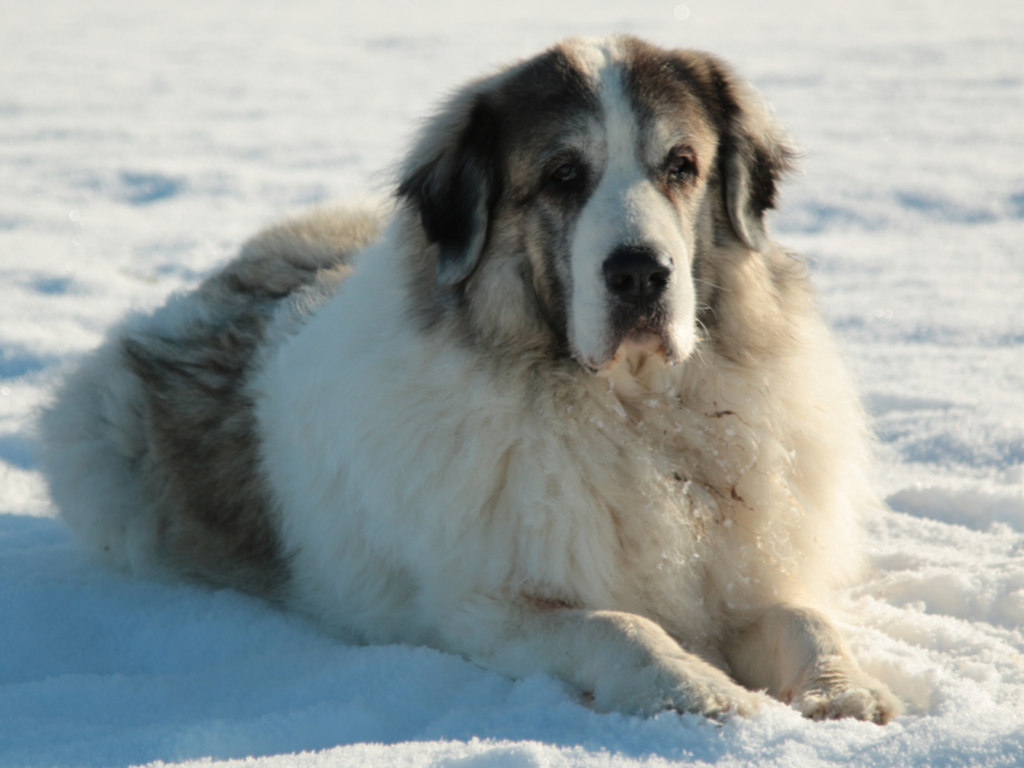Chalet La Source Cauterets Mâtin des Pyrénées