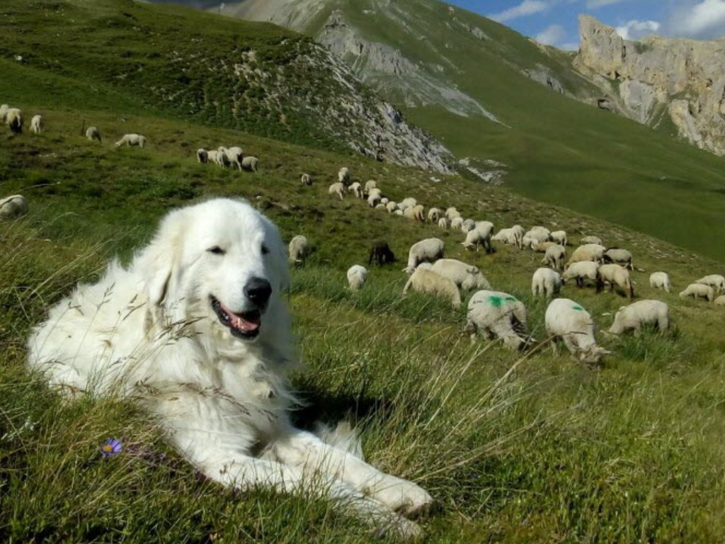 21-et-22-septembre-la-fete-des-chiens-des-pyrenees-a-argeles-gazost