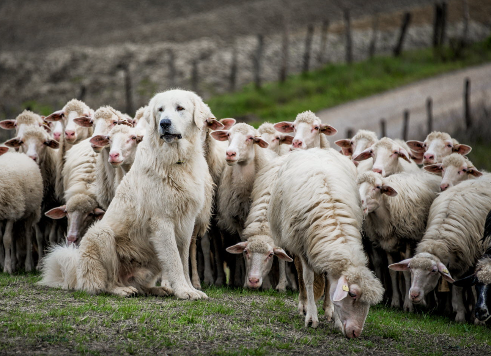 Chalet La Source Cauterets Patou veille