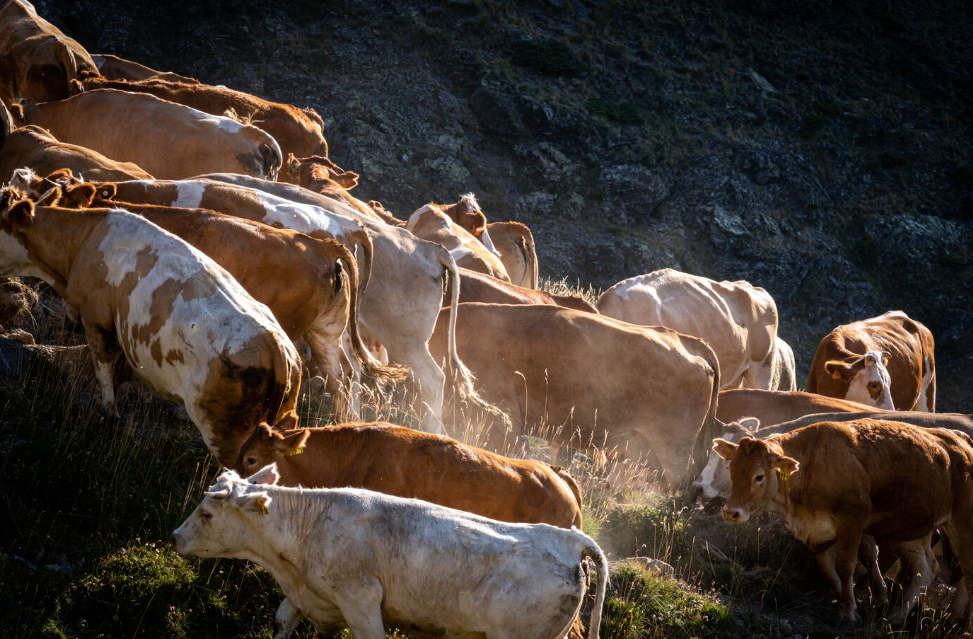 Transhumance Bernatoire 4