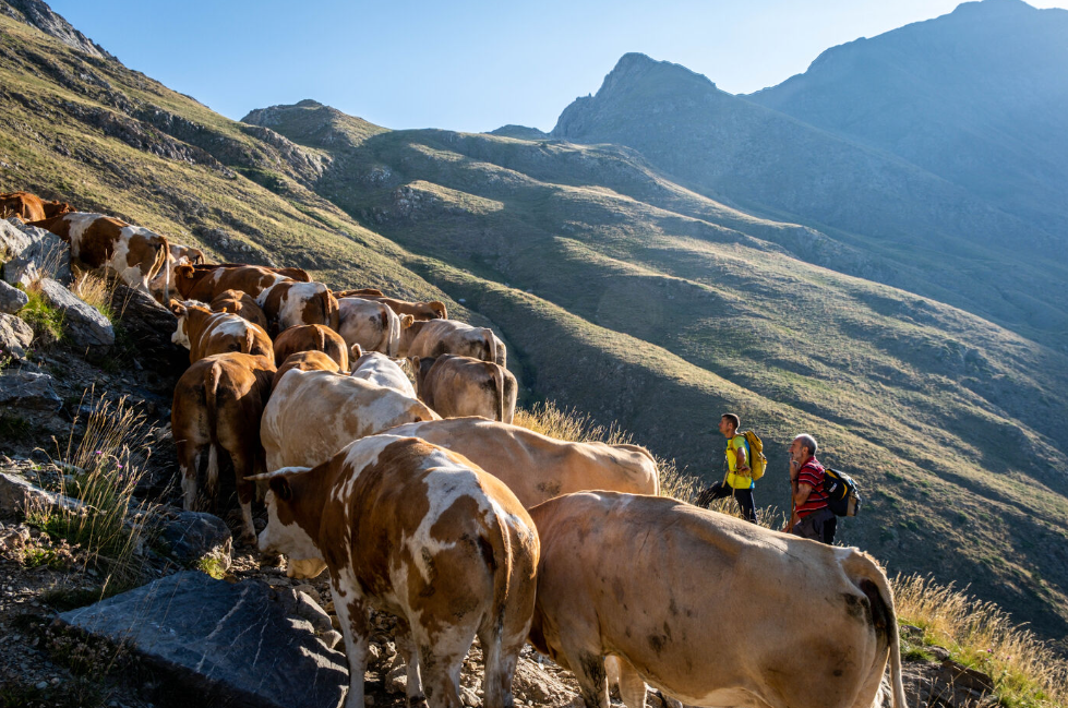 Transhumance Bernatoire 5
