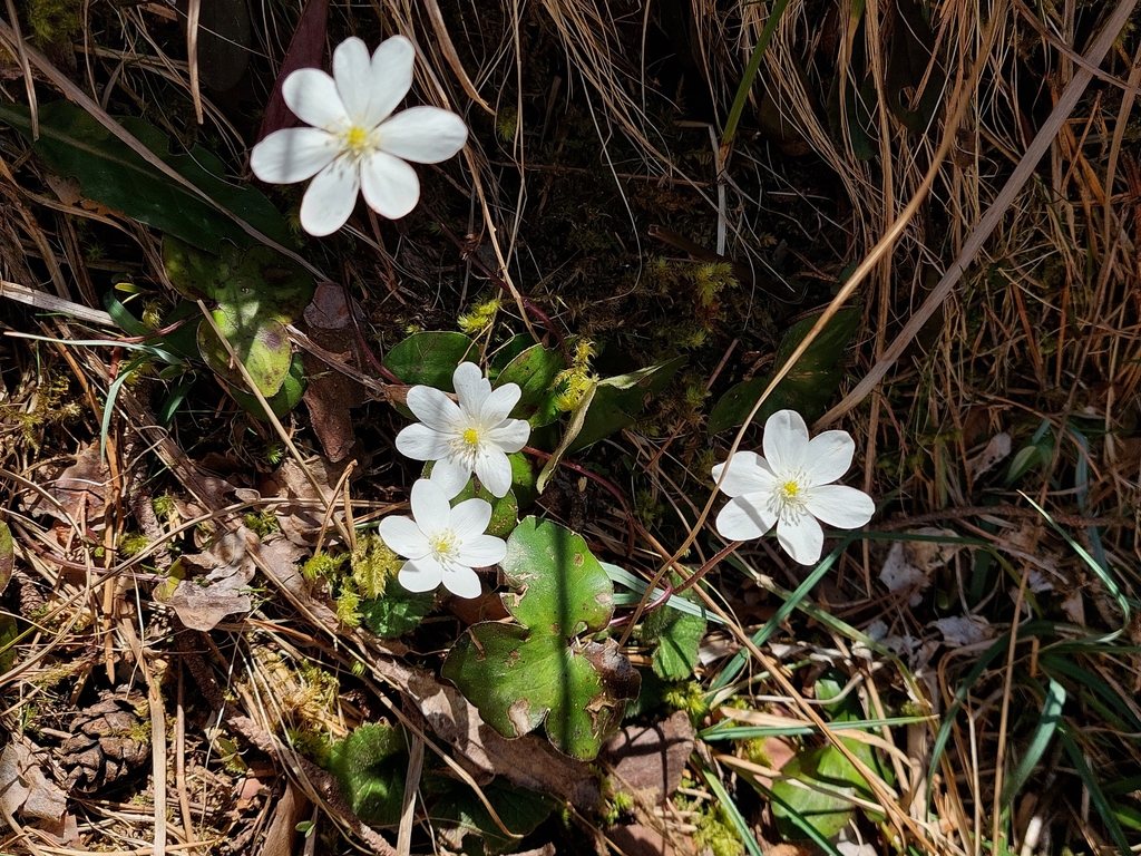 Hépatique blanche 1024 768