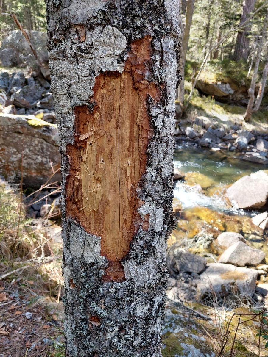 Disard marking on trunk