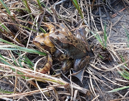 Mr Mme Grenouille Rousse 1024 768