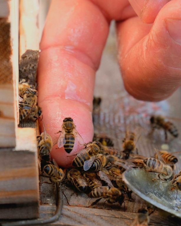 Chalet La Source Cauterets Abeilles Main