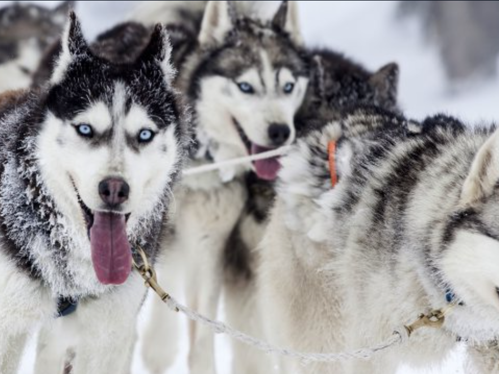 Chalet La Source Cauterets Siberian Husky