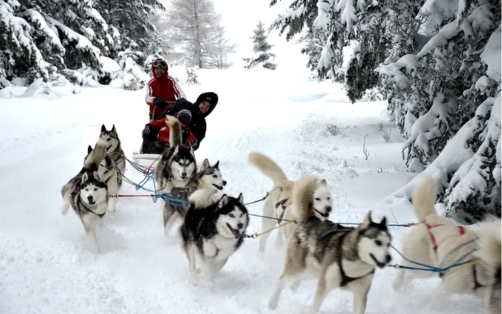 Chalet La Source Cauterets Dog sledding in the forest
